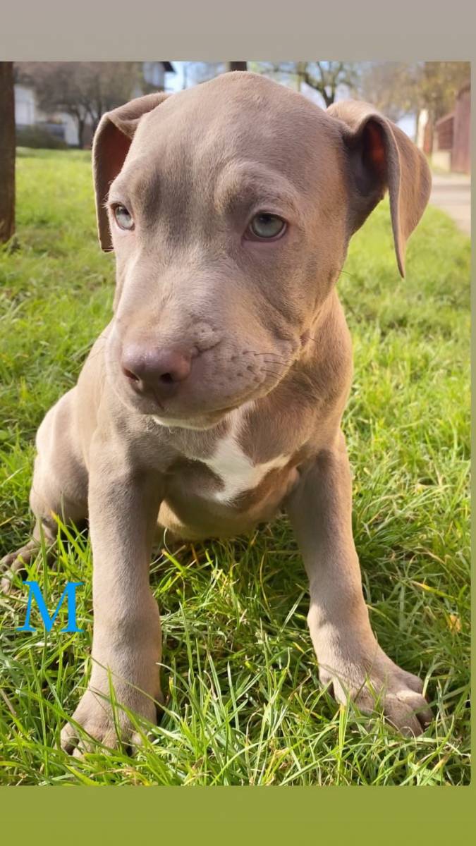 Blueliner pitbull best sale